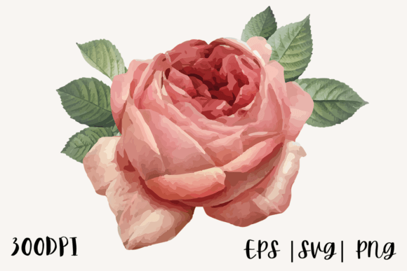 Decorative Watercolor Rose Illustration Graphics